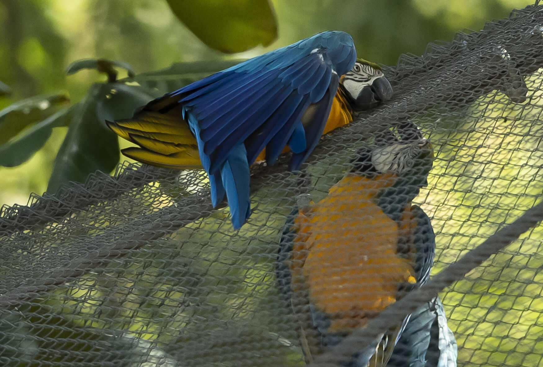 Brazil Rio Macaw Love